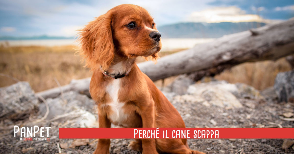 Perché il cane scappa