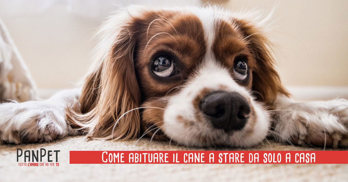 Come abituare il cane a stare da solo a casa